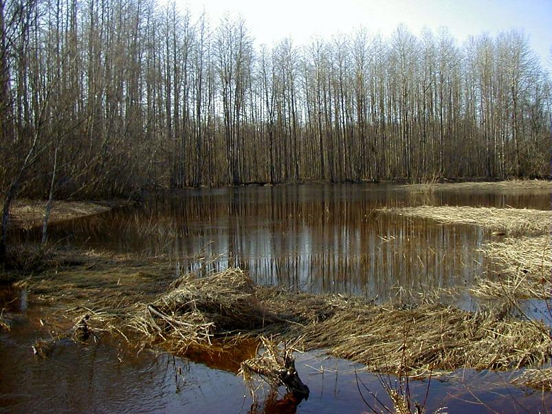 Pedja parveretk I, 2004