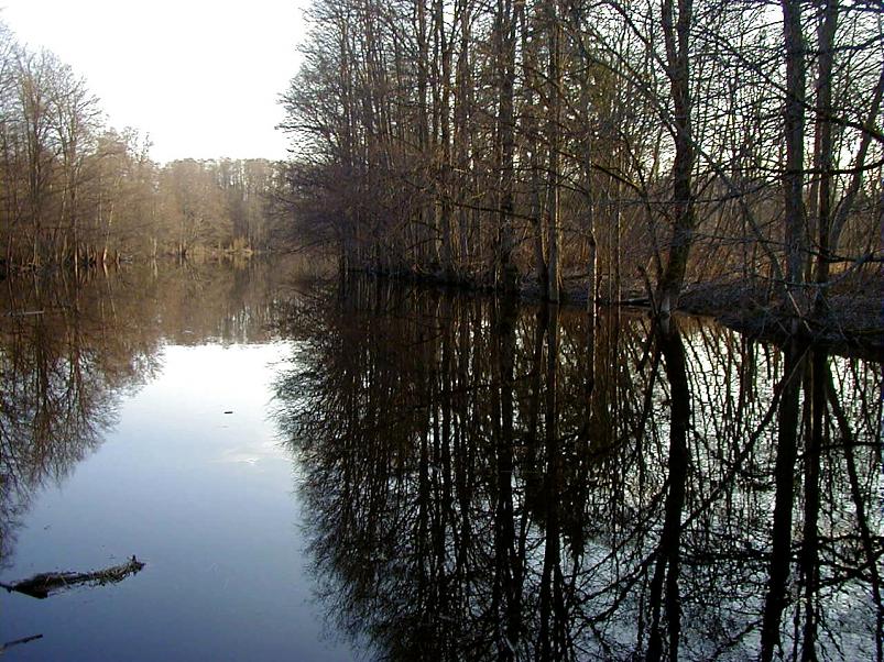 Pedja parveretk I, 2004