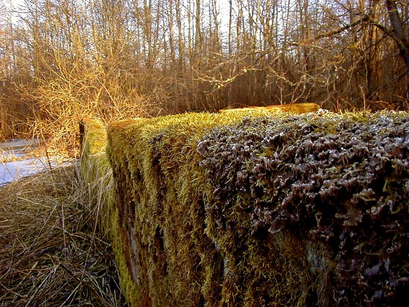 Pedja parveretk I, 2004