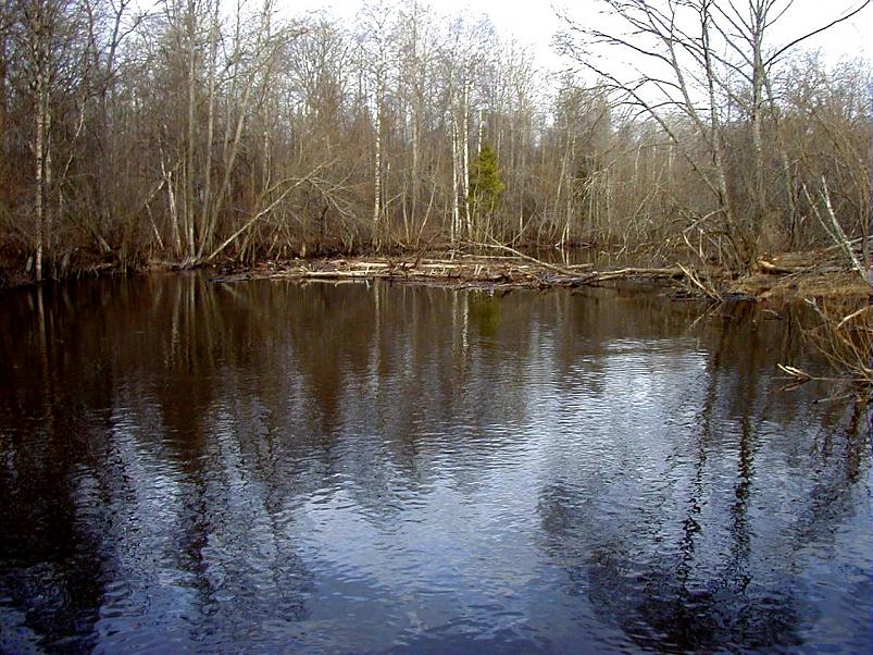 Pedja parveretk I, 2004