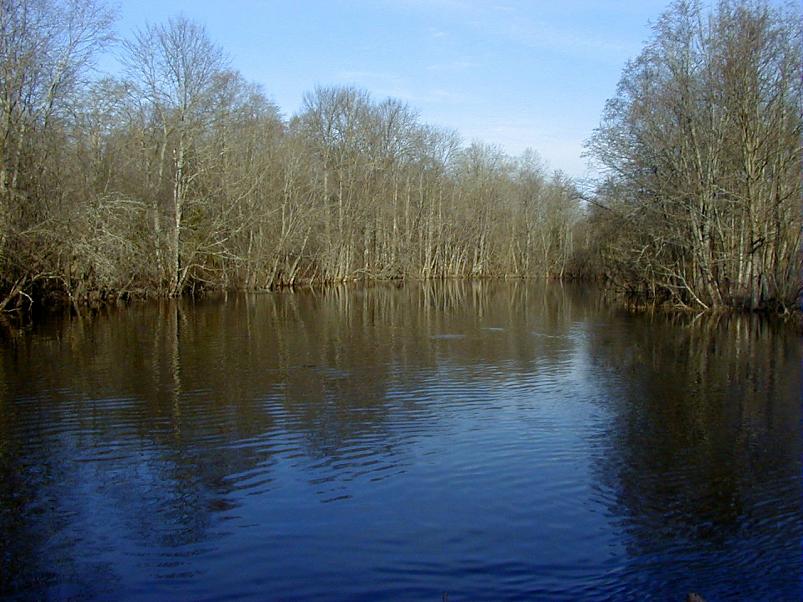 Pedja parveretk I, 2004