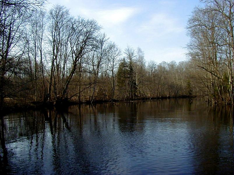 Pedja parveretk I, 2004