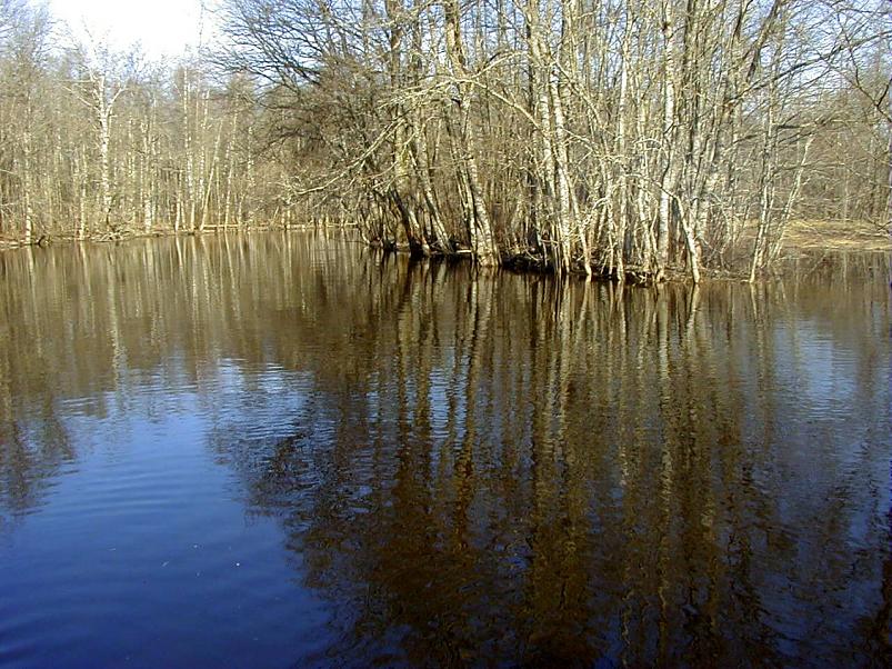 Pedja parveretk I, 2004