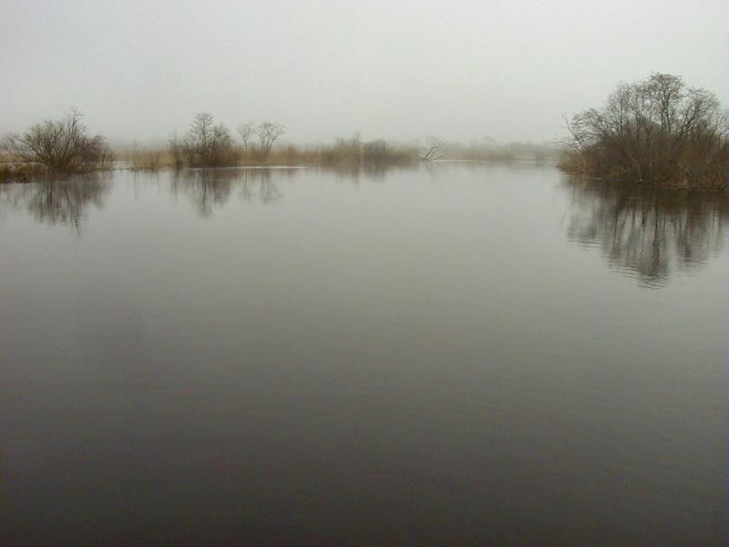 Pedja parveretk I, 2004