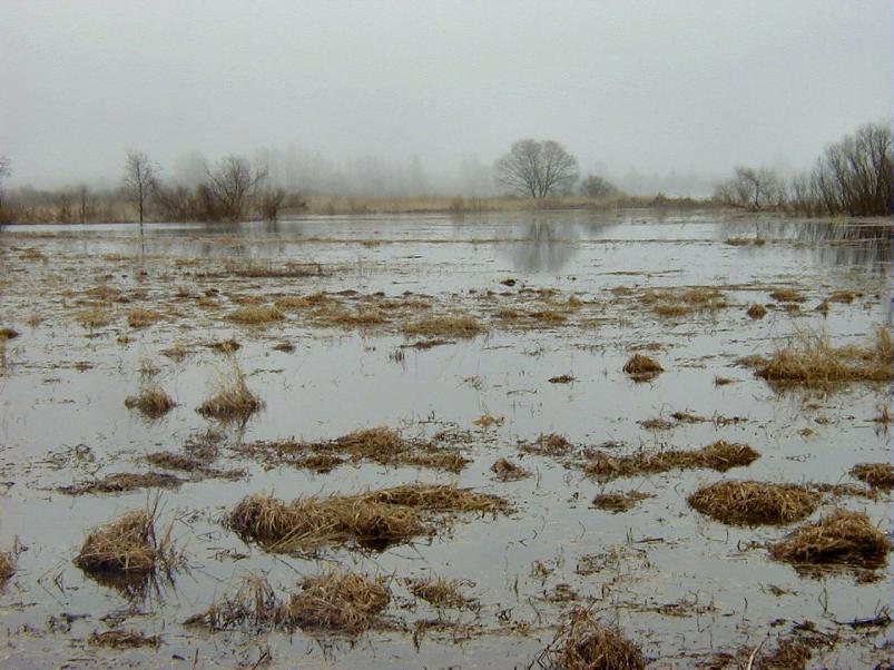 Pedja parveretk I, 2004