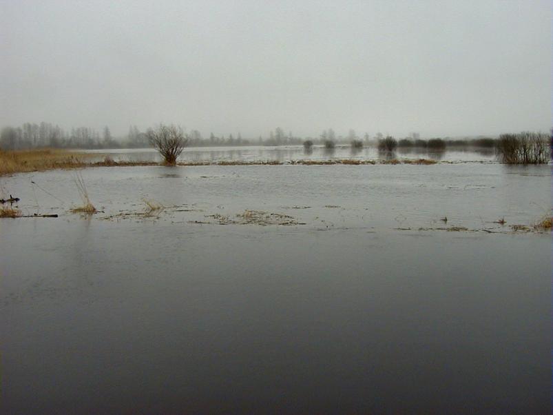 Pedja parveretk I, 2004