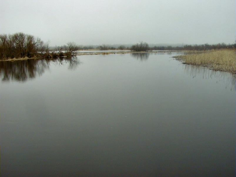 Pedja parveretk I, 2004