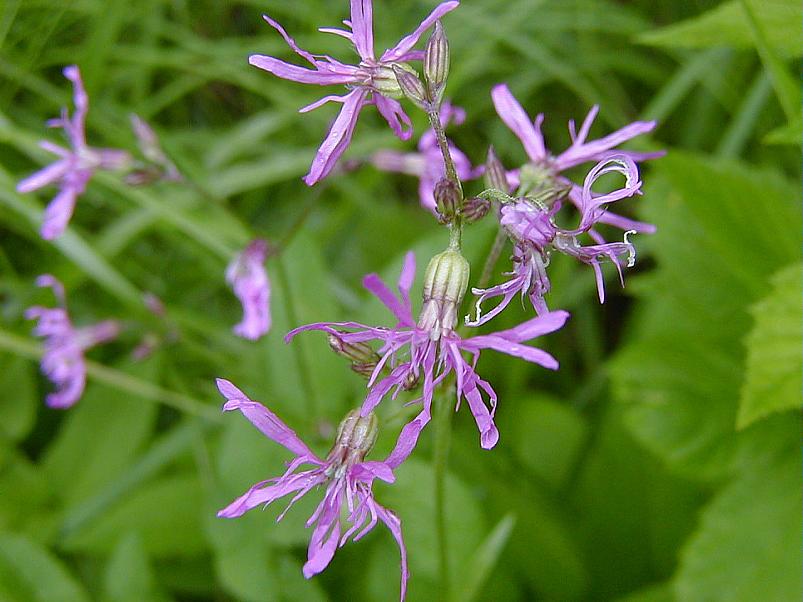 Jaanip�ev Pedjal 2004