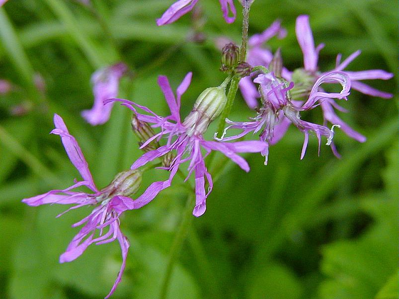 Jaanip�ev Pedjal 2004