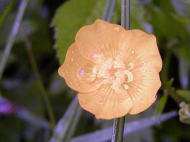 Jaanip�ev Pedjal 2004