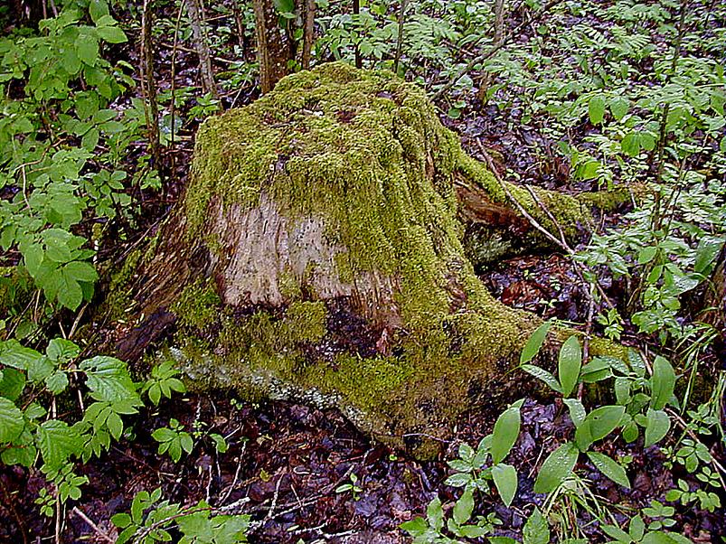 Jaanip�ev Pedjal 2004