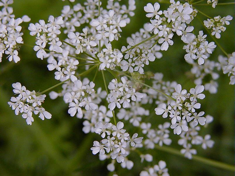 Jaanip�ev Pedjal 2004