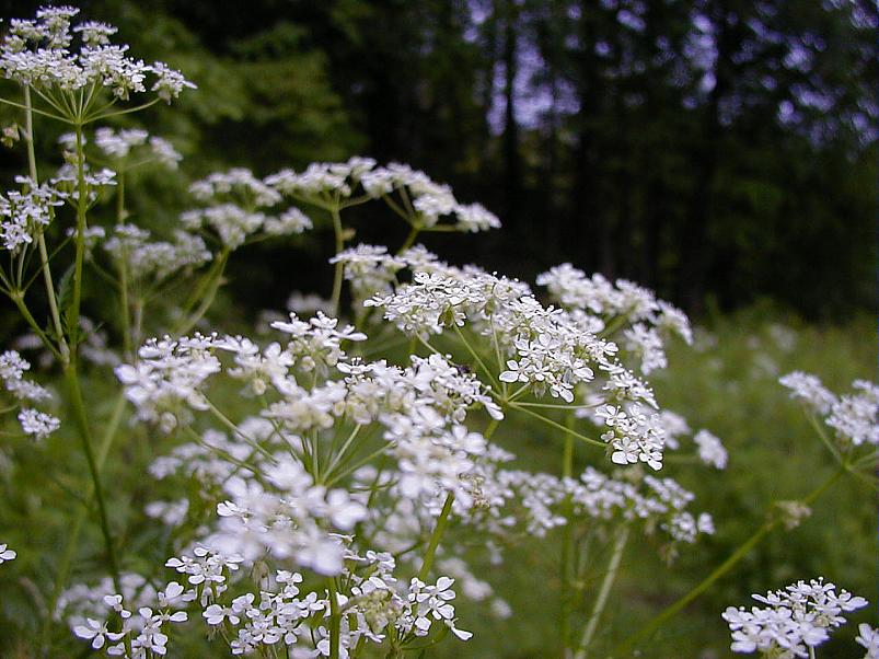 Jaanip�ev Pedjal 2004