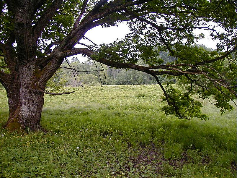 Jaanip�ev Pedjal 2004