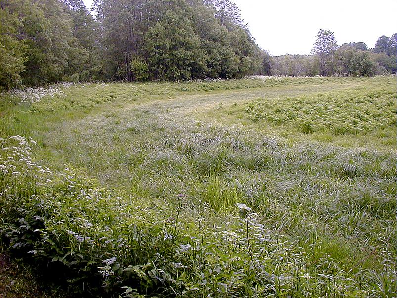 Jaanip�ev Pedjal 2004