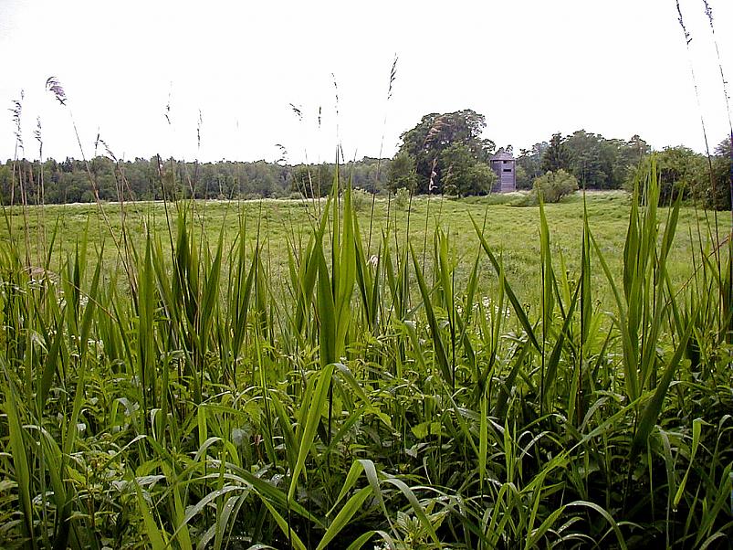 Jaanip�ev Pedjal 2004