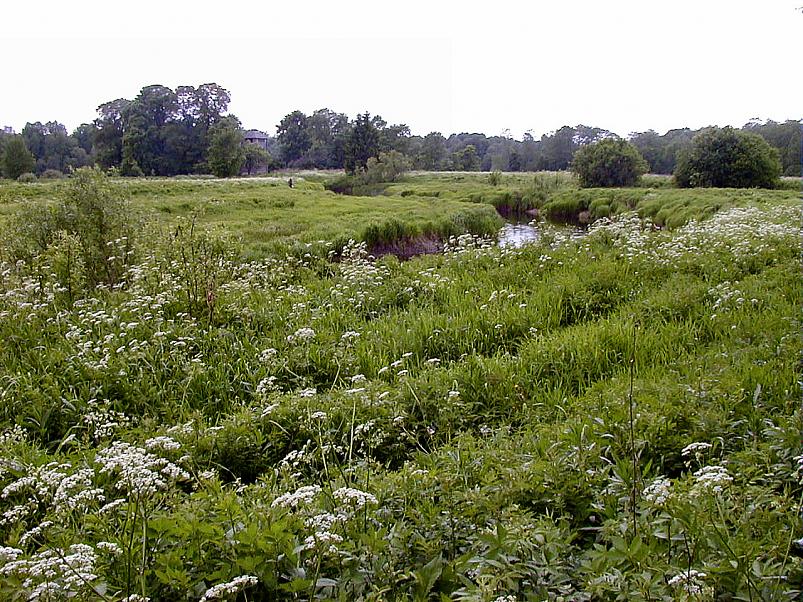 Jaanip�ev Pedjal 2004