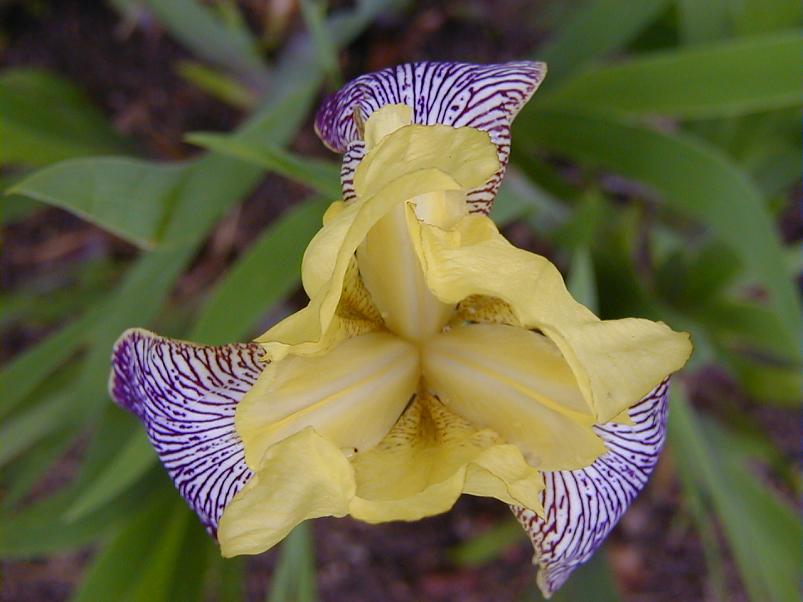 Jaanip�ev Pedjal 2004