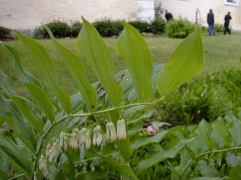 Jaanip�ev Pedjal 2004