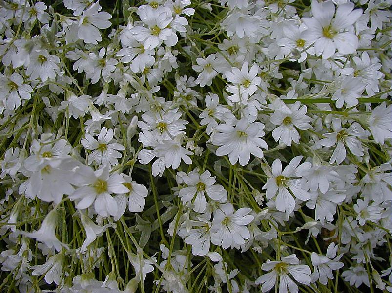 Jaanip�ev Pedjal 2004