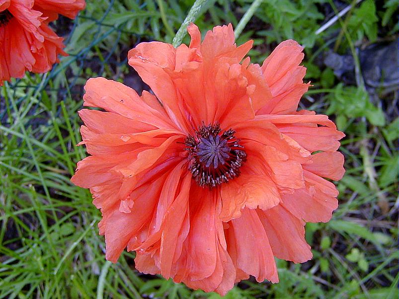 Jaanip�ev Pedjal 2004