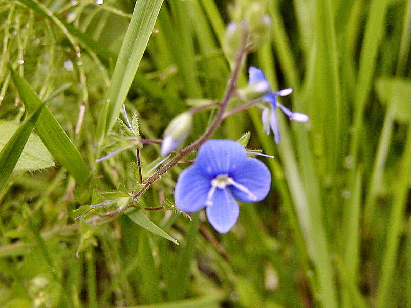 Jaanip�ev Pedjal 2004