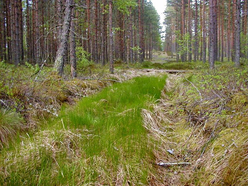 K��pa j�el mais 2004