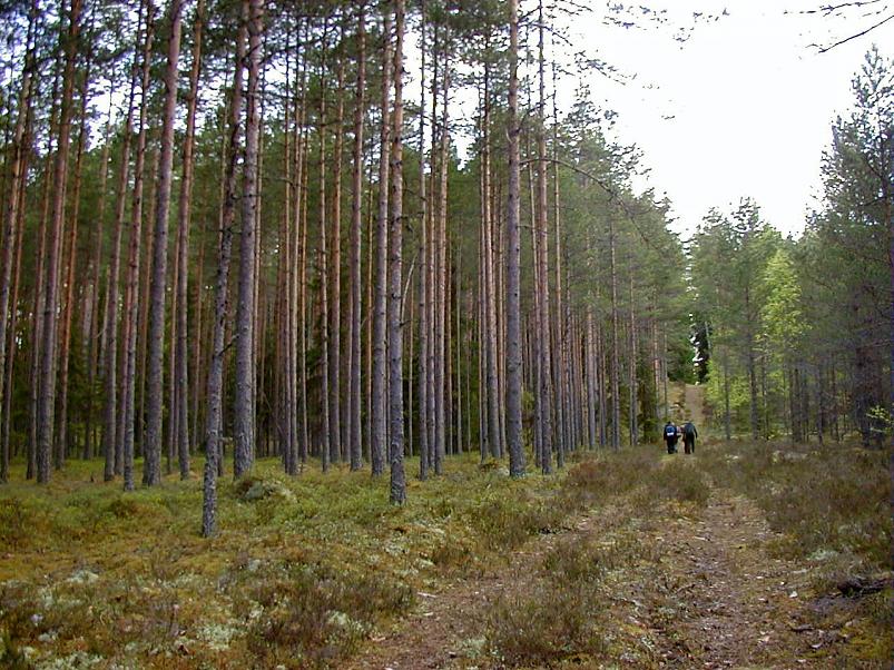 K��pa j�el mais 2004