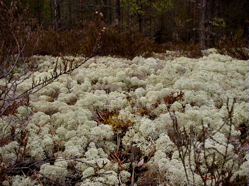 K��pa j�el mais 2004