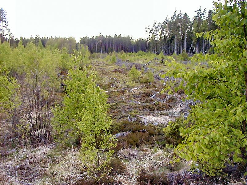 K��pa j�el mais 2004