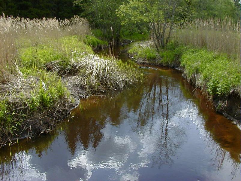 K��pa j�el mais 2004