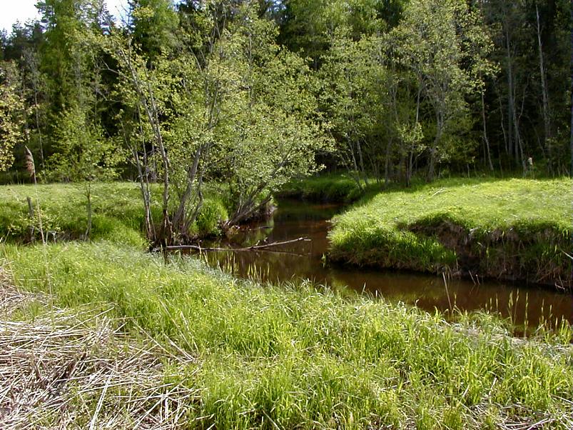 K��pa j�el mais 2004