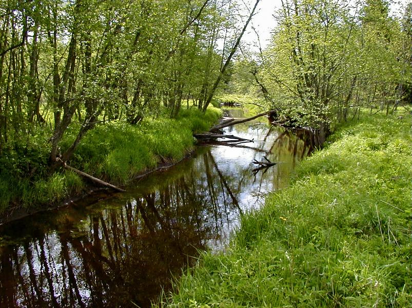 K��pa j�el mais 2004