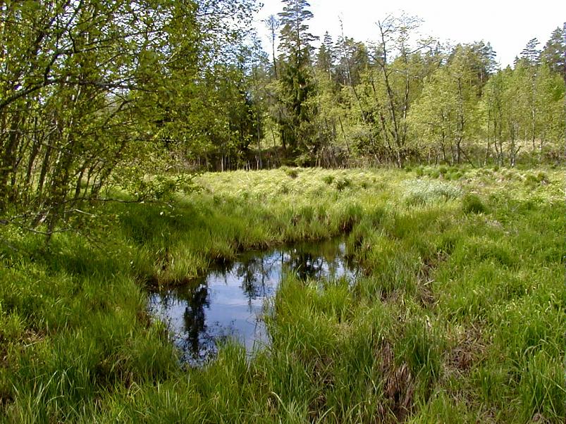 K��pa j�el mais 2004