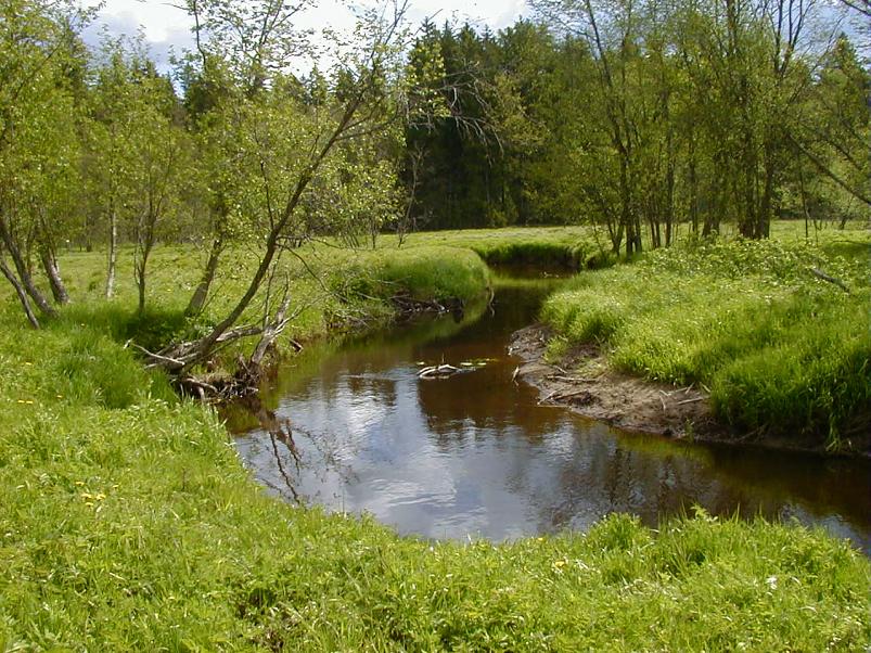 K��pa j�el mais 2004