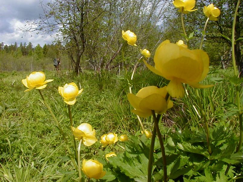 K��pa j�el mais 2004