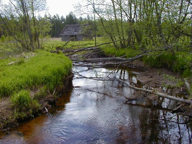 K��pa j�el mais 2004