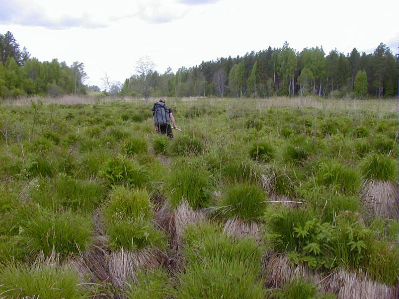 K��pa j�el mais 2004