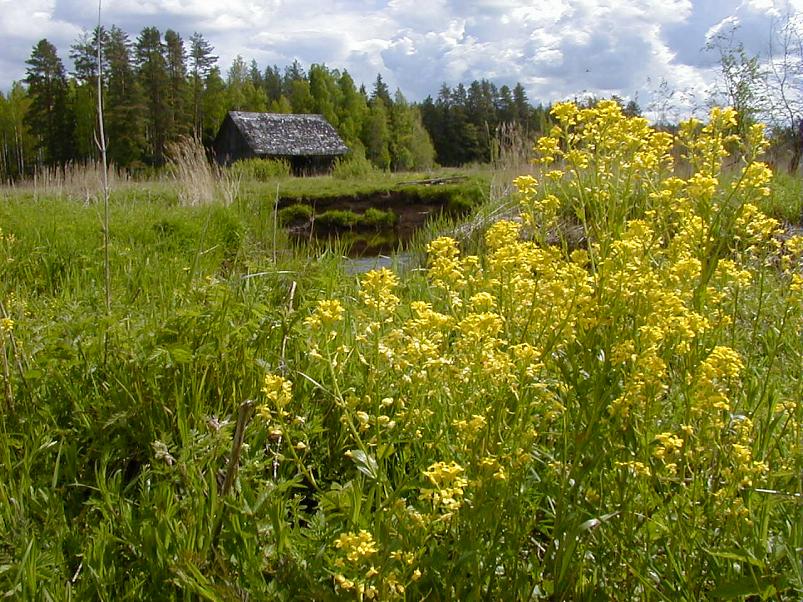 K��pa j�el mais 2004