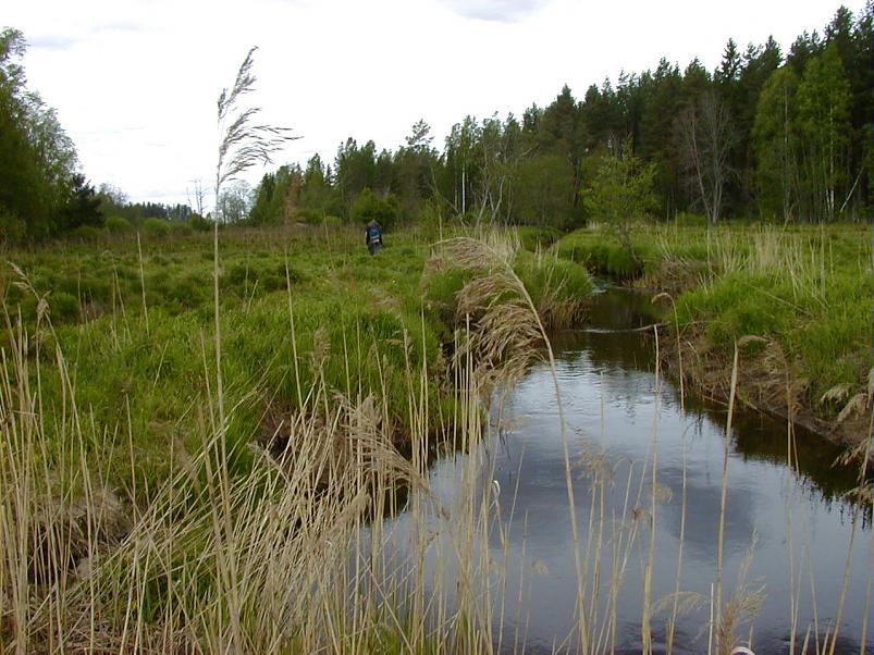 K��pa j�el mais 2004