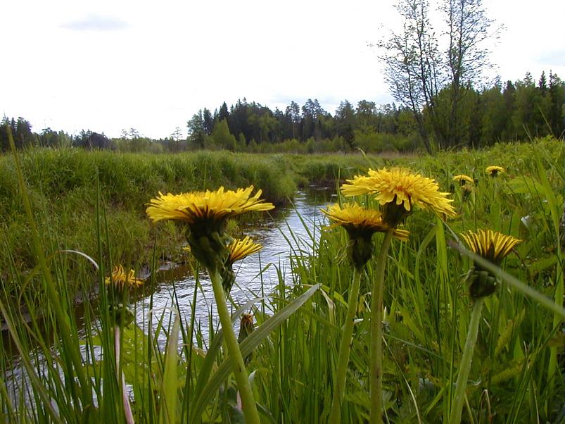 K��pa j�el mais 2004