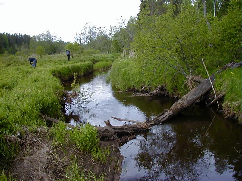 K��pa j�el mais 2004