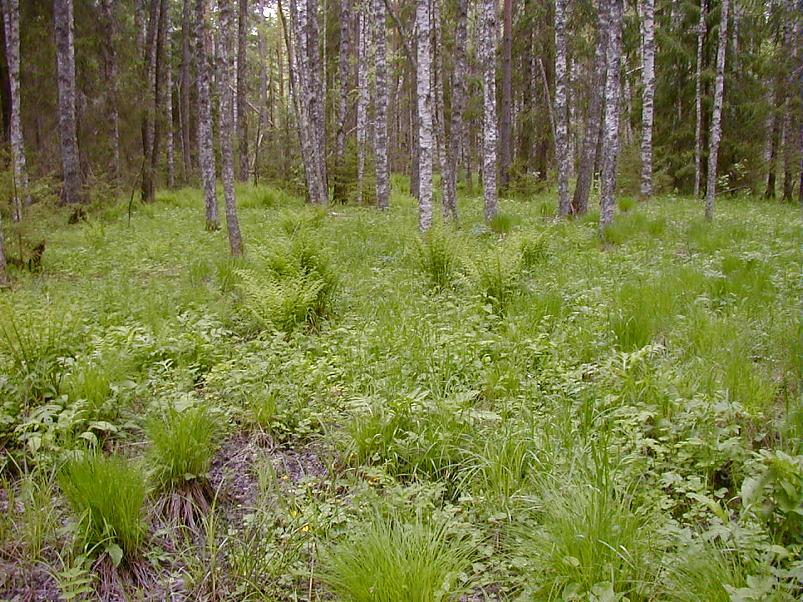 K��pa j�el mais 2004