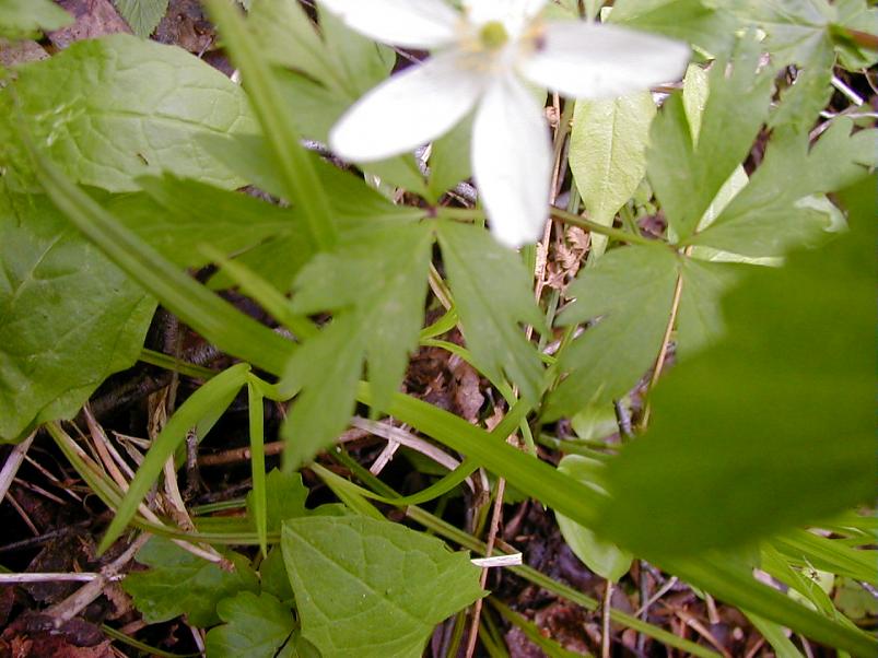 K��pa j�el mais 2004