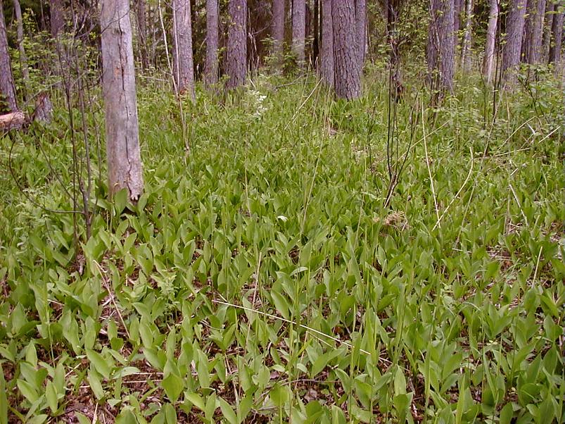 K��pa j�el mais 2004