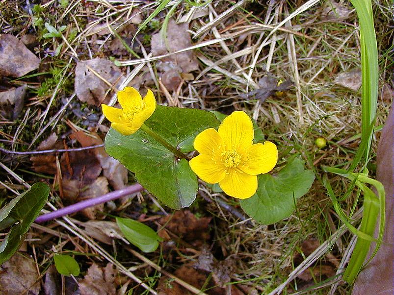 K��pa j�el mais 2004