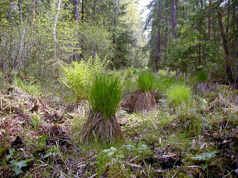 K��pa j�el mais 2004