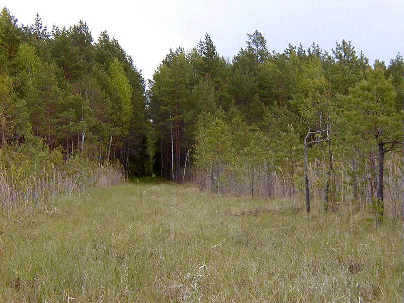 K��pa j�el mais 2004