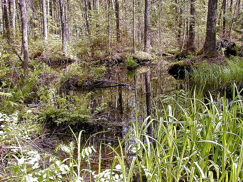 K��pa j�el mais 2004