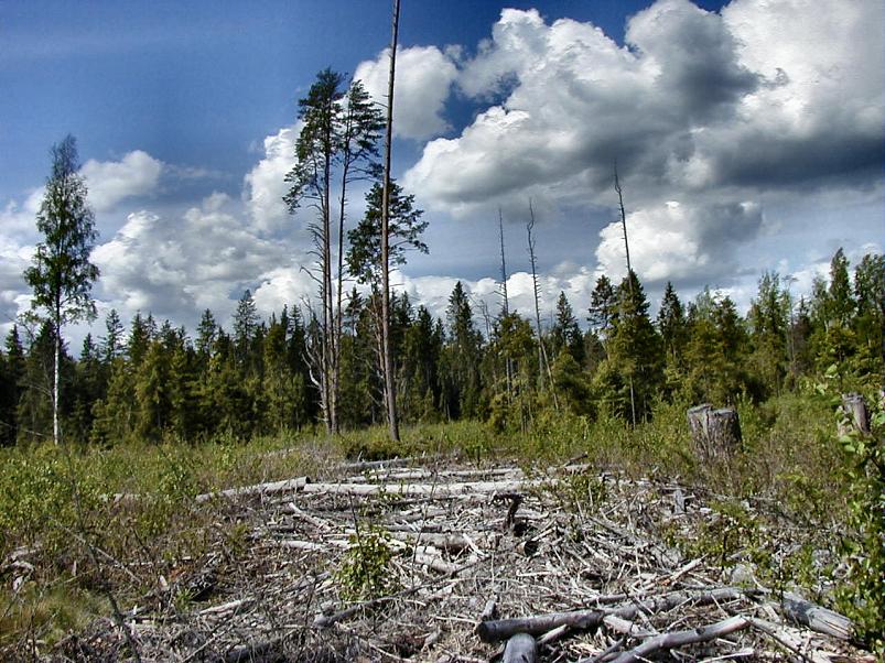 K��pa j�el mais 2004